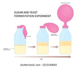 yeast and sugar fermentation|sugar and yeast fermentation lab.